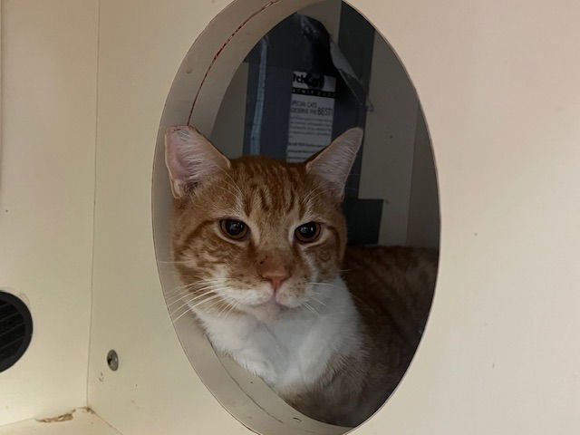 adoptable Cat in Louisville, KY named CAPTAIN MAGMA