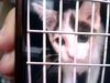 adoptable Cat in  named GUAVAHAVEIT