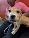 adoptable Dog in  named LIL MAN