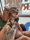 adoptable Cat in  named A783880