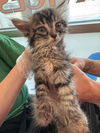 adoptable Cat in  named A783879
