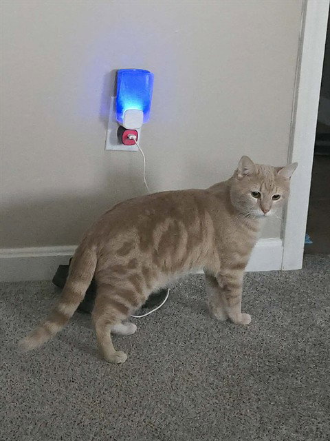 FERGUS THE BRAVE, an adoptable Domestic Medium Hair in Louisville, KY