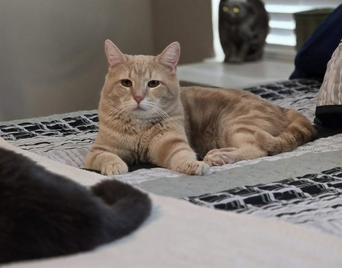 FERGUS THE BRAVE, Adult Domestic Medium Hair (medium coat), cat for adoption in Louisville, Kentucky