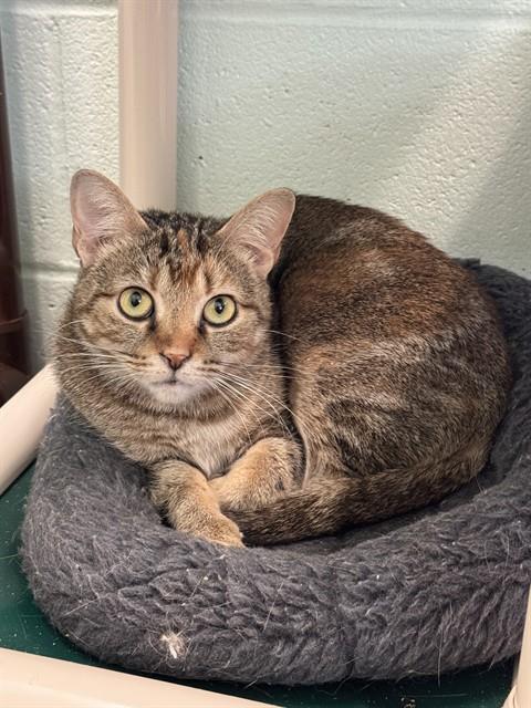 ALICE, an adoptable Domestic Short Hair in Louisville, KY