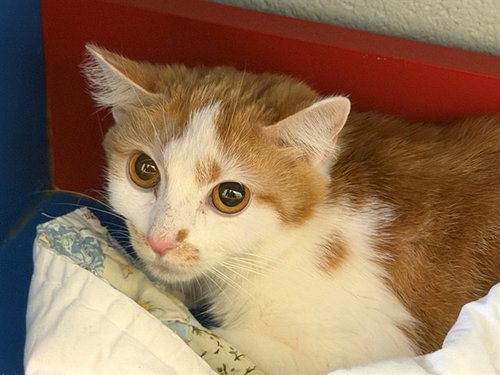 SPARKLE, an adoptable Domestic Short Hair in Louisville, KY