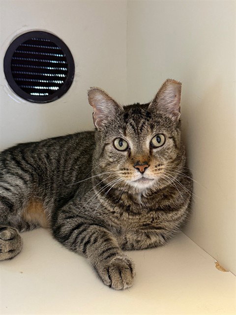 HAROLD, an adoptable Domestic Short Hair in Louisville, KY