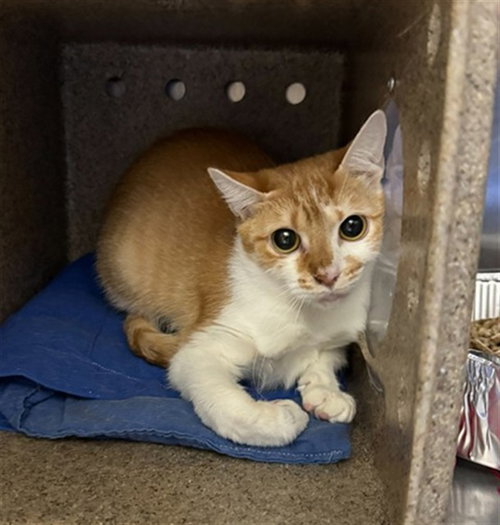 GALAPAGOS, an adoptable Domestic Short Hair in Louisville, KY