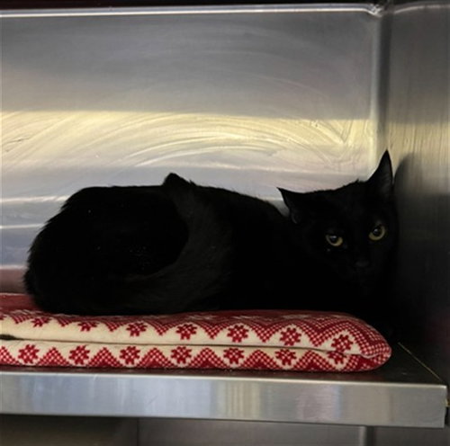 ROCKHOPPER, an adoptable Domestic Short Hair in Louisville, KY