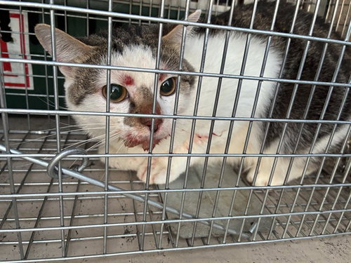 picture of the cat needing adoption