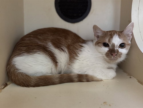 DAPHNE, an adoptable Domestic Short Hair in Louisville, KY