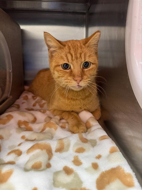 NATALIA, an adoptable Domestic Short Hair in Louisville, KY