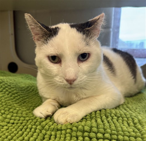 BEEFY POTATO, an adoptable Domestic Short Hair in Louisville, KY