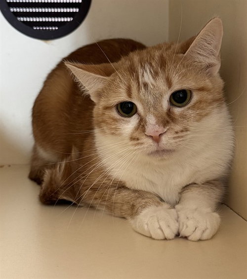 MAYBELLE, an adoptable Domestic Short Hair in Louisville, KY
