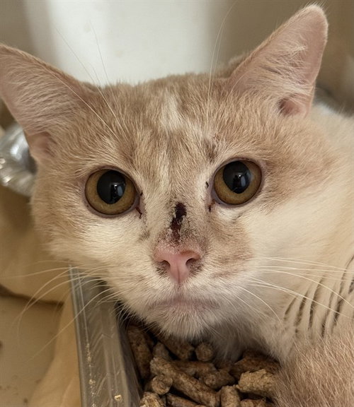 BURT, an adoptable Domestic Short Hair in Louisville, KY
