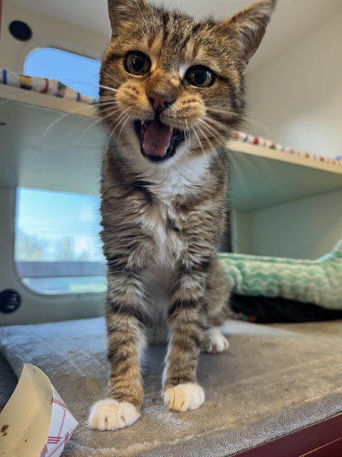 MARY TUDOR, an adoptable Domestic Medium Hair in Louisville, KY