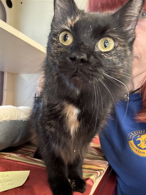 BELLA, an adoptable Domestic Long Hair in Louisville, KY