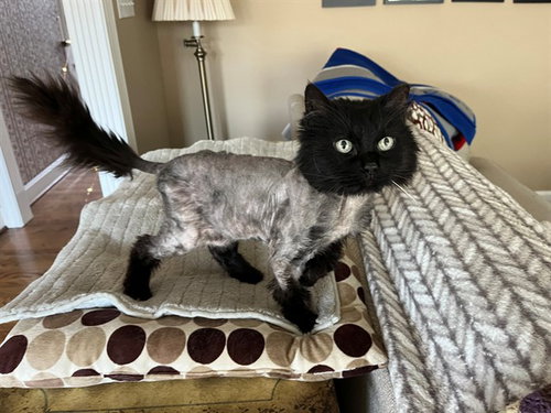 CHOCOCAT, an adoptable Domestic Long Hair in Louisville, KY