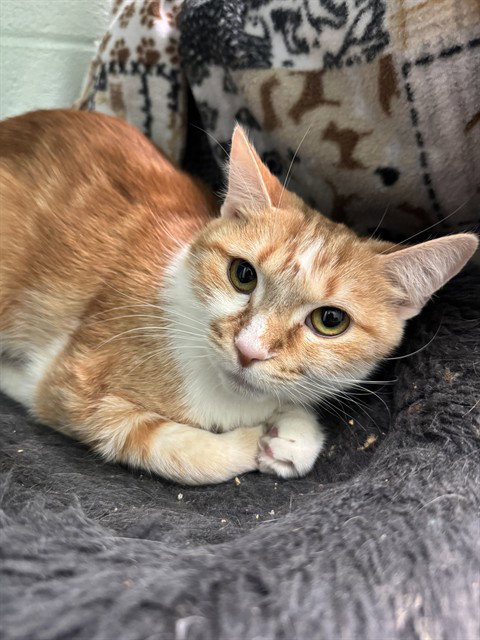 MAYBELLE, an adoptable Domestic Short Hair in Louisville, KY
