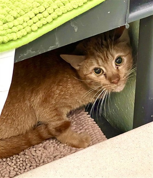 TOULOUSE, an adoptable Domestic Short Hair in Louisville, KY