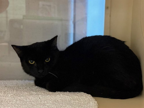 BLACK ICE, an adoptable Domestic Short Hair in Louisville, KY