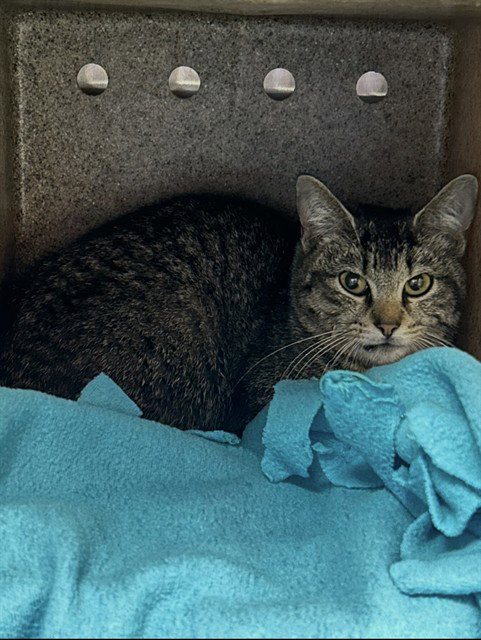 A GENTLE RAIN, an adoptable Domestic Short Hair in Louisville, KY