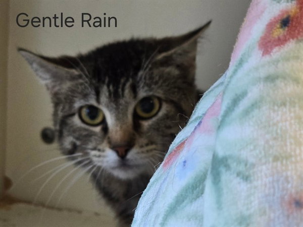 A GENTLE RAIN