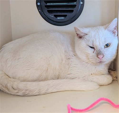 DEAD OF WINTER, an adoptable Domestic Short Hair in Louisville, KY