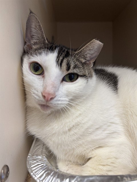 CLYDE, an adoptable Domestic Short Hair in Louisville, KY