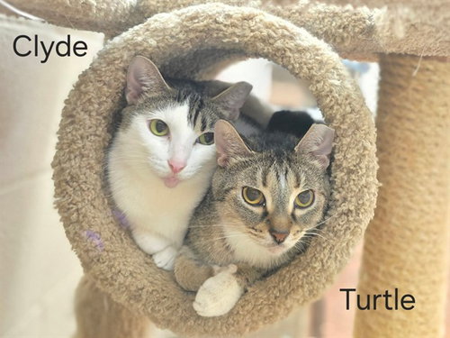 CLYDE, an adoptable Domestic Short Hair in Louisville, KY