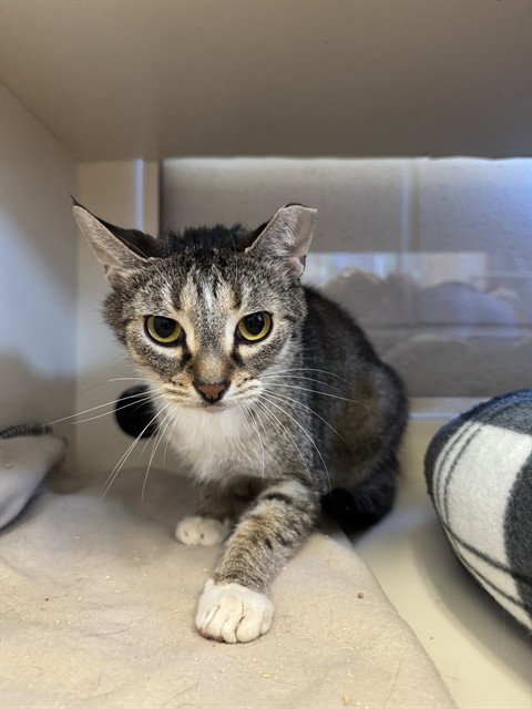 TURTLE, an adoptable Domestic Short Hair in Louisville, KY