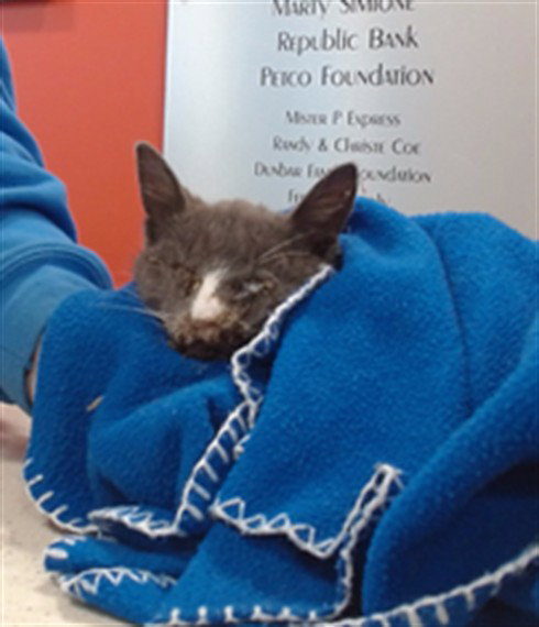 MICHAEL JACKSON, an adoptable Domestic Short Hair in Louisville, KY