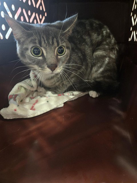 SELENA, an adoptable Domestic Short Hair in Louisville, KY