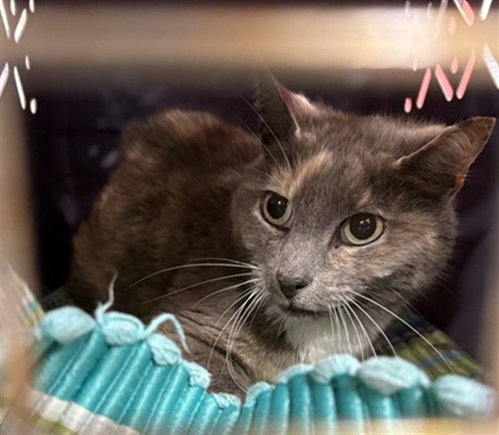 BUTTERFLY STARBURST, an adoptable Domestic Short Hair in Louisville, KY