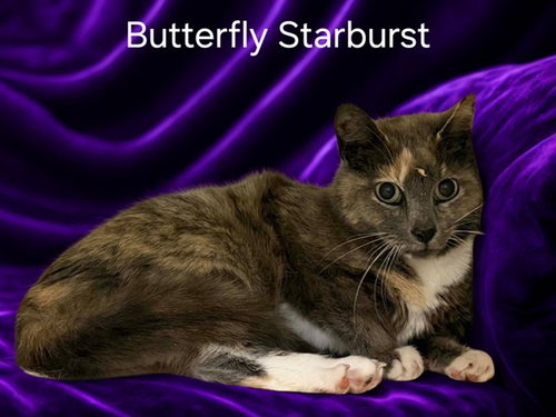 BUTTERFLY STARBURST, an adoptable Domestic Short Hair in Louisville, KY