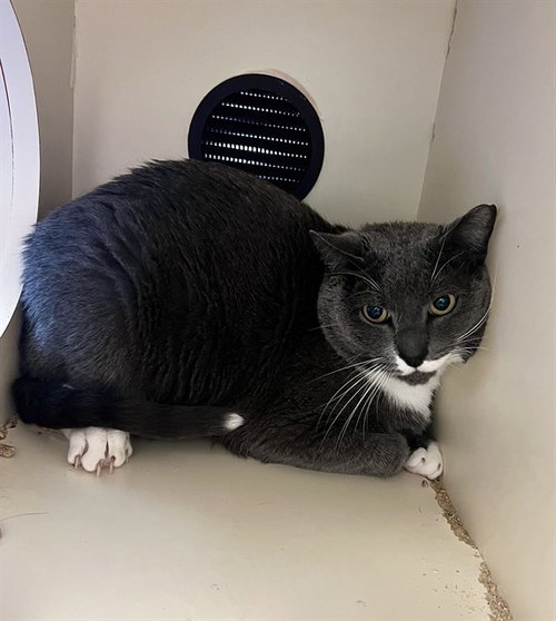 POLYWOG, an adoptable Domestic Short Hair in Louisville, KY