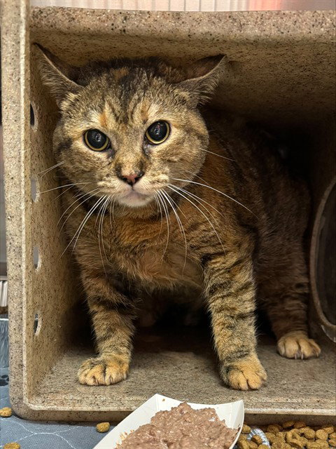 IT IS WHAT IT IS, an adoptable Domestic Short Hair in Louisville, KY