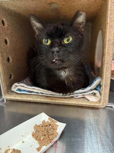 BUGSY, an adoptable Domestic Short Hair in Louisville, KY
