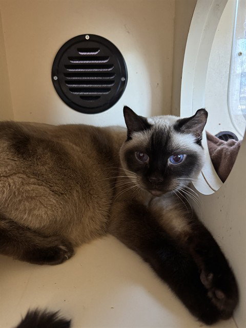 TOMMY TWOTONE, an adoptable Domestic Short Hair in Louisville, KY