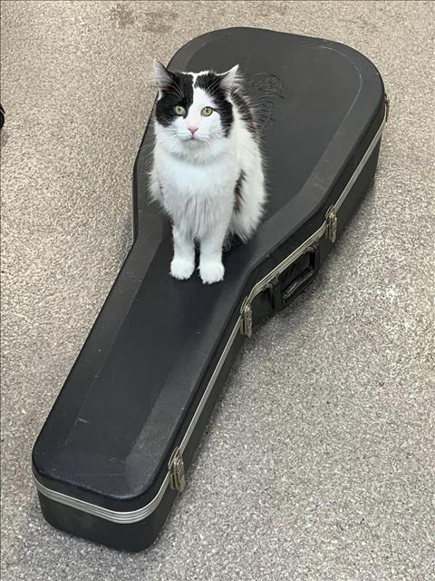 HAPPY, an adoptable Domestic Medium Hair in Louisville, KY
