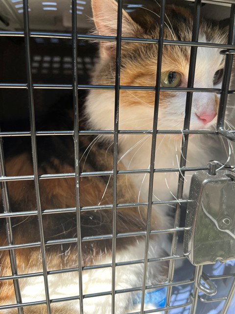 A797264, an adoptable Domestic Medium Hair in Louisville, KY