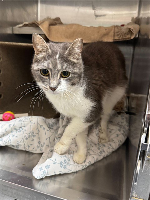 BRIANNA, an adoptable Domestic Short Hair in Louisville, KY