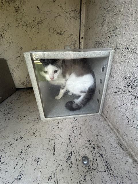 FLEX, an adoptable Domestic Short Hair in Louisville, KY