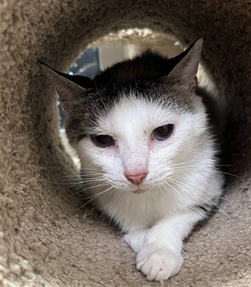 FLEX, an adoptable Domestic Short Hair in Louisville, KY