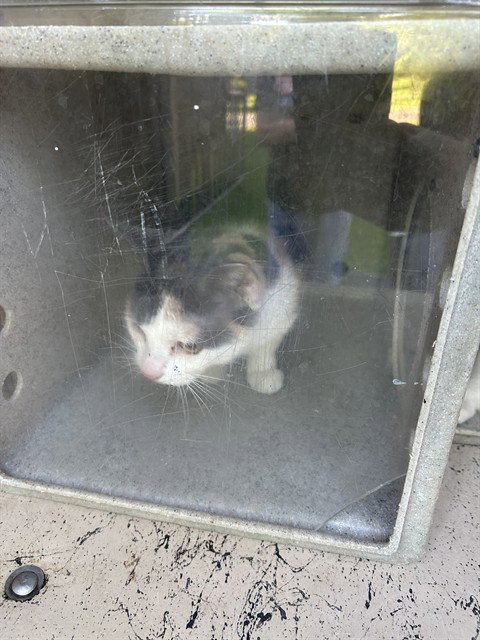 CUDDLES, an adoptable Domestic Short Hair in Louisville, KY