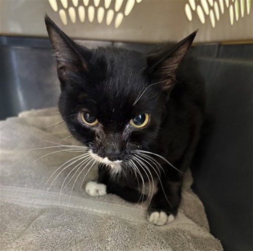 MORTICIA, an adoptable Domestic Short Hair in Louisville, KY