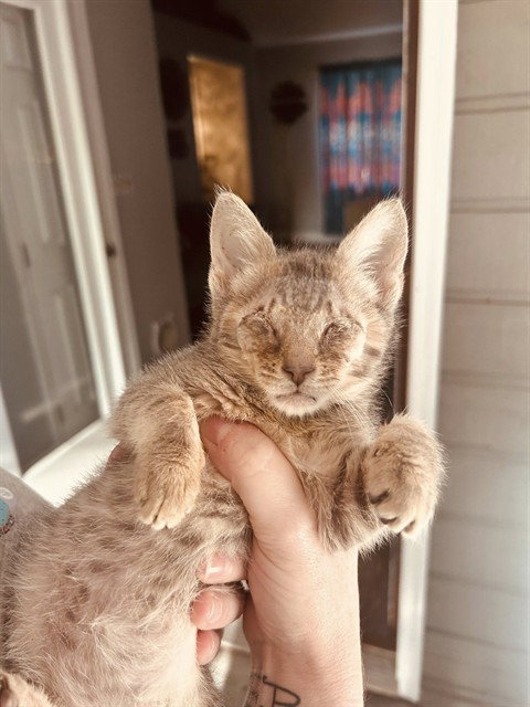 BITSY, an adoptable Domestic Short Hair in Louisville, KY