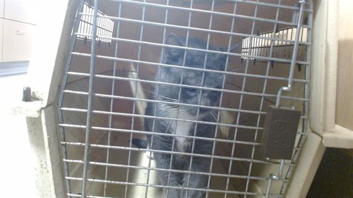 DONATING KENNEL