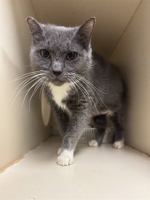 DONATING KENNEL, Senior Domestic Short Hair (medium coat), cat for adoption in Louisville, Kentucky