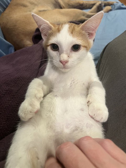 DAI DAI