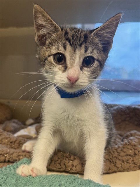 MOE, Baby Domestic Short Hair (medium coat), cat for adoption in Louisville, Kentucky